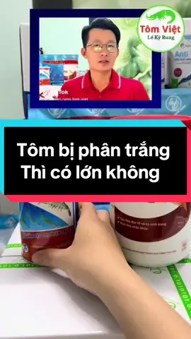 Tôm bị phân trắng thì có lớn nữa không #nuoitom #thuysantomviet #nuoitomcongnghecao69 #nuoitomcongnghecao 