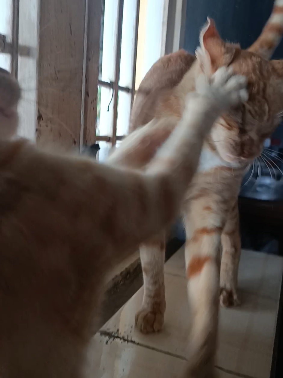 conste, advirtió xd #humor #venezuela #gatos 