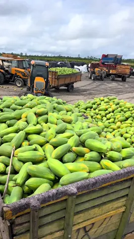 Sabadou na pegada🙏🏻✅🌱#mamao #flypシ #flyp #agro 