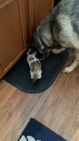 Piper isn’t scared in the least 