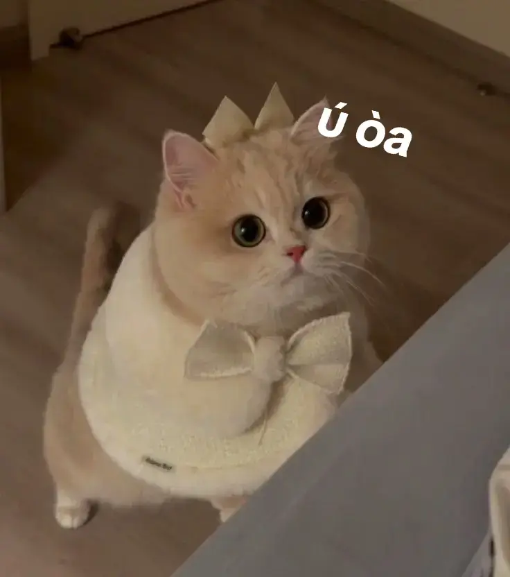 ko quên j hỏ :3#cutebaby #meme #ti̇ktok #xuhuong #meovotrii 