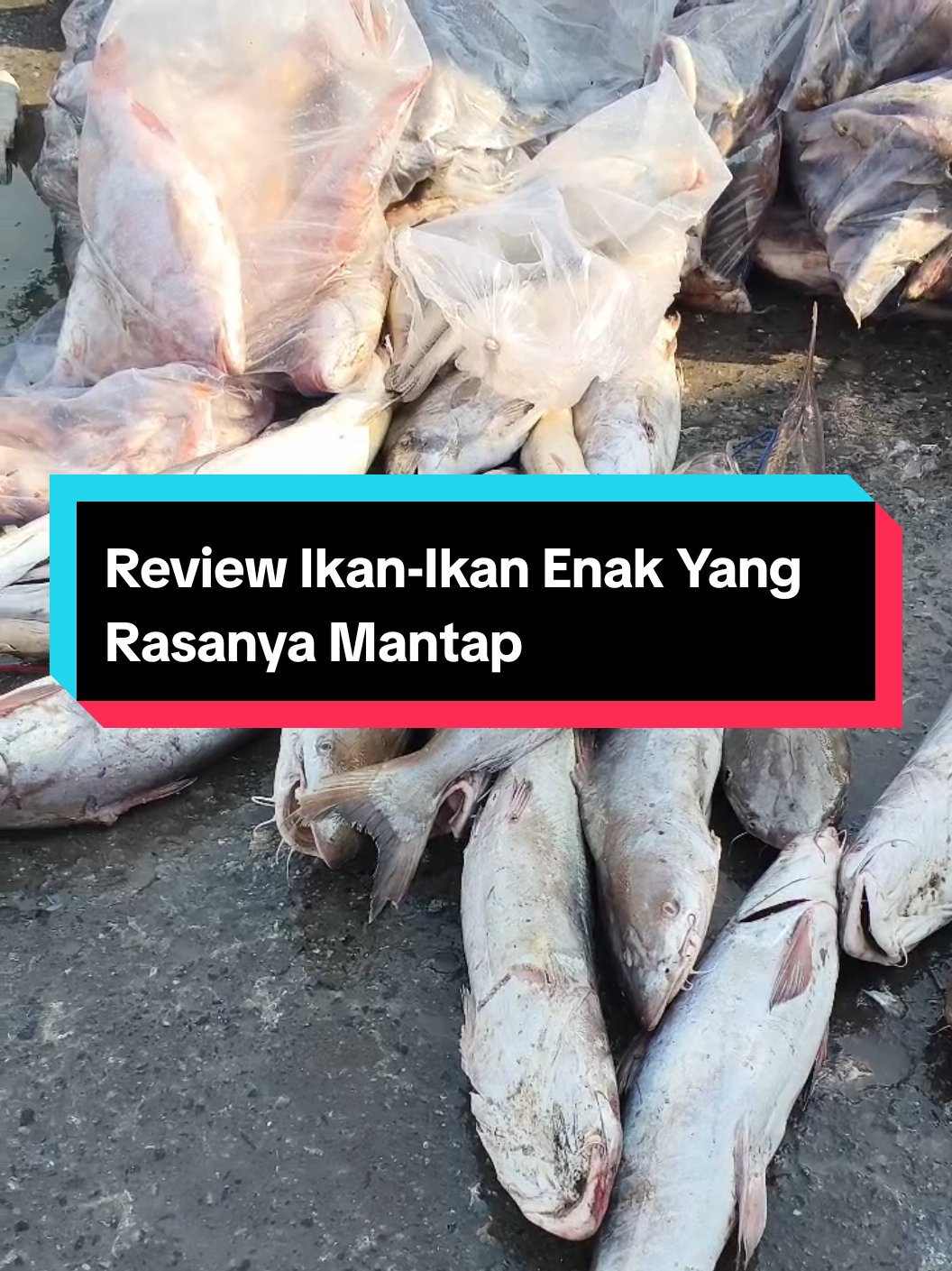 Mari kita spill ikan enak yang rasanya mantap. ada ikan manyung, ikan kakap merah, ikan etong, ikan kaci-kaci, ikan kerapu, ikan hiu kadal, ikan ijoan. masing-masing ikan punya rasa yang unik ya gaes. yuk gaes jangan lupa makan ikan ya. jangan lupa follow untuk dapatkan informasi menarik lainnya #fypシ #fyp #edukasi #ikan #viral 