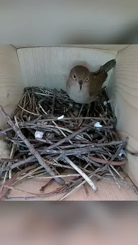 Cómo un pequeño pájaro construye su hogar y cría a sus polluelos. #naturaleza #vida #descubrir #conocimiento 