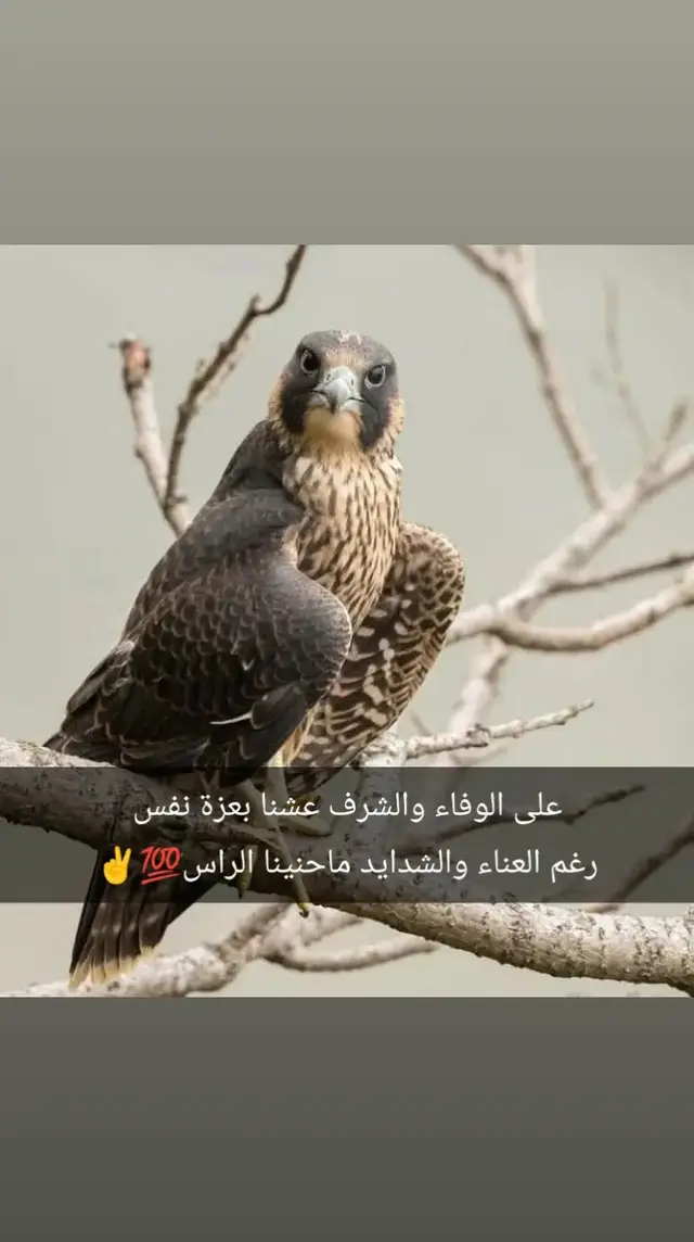 #عباراتڪم_الفخمه #