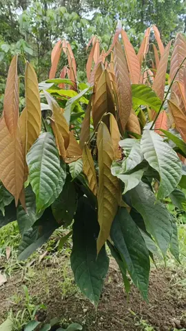 mcc02  usia tanam 11 bulan