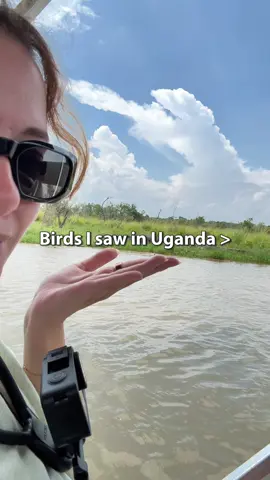 Birds I saw in Uganda 🇺🇬 #birdwatching #ugandatravel #africansafari
