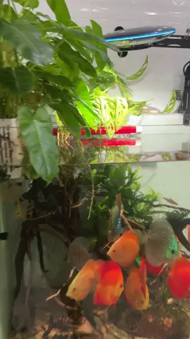 Gặp ca khó nha ae #luckycnc8 #xuhuongtiktok #DIY #aquarium #dauxaxoay #overflowaquarium #overflow #loctranduoi #loctrancongnghe #locbeca 