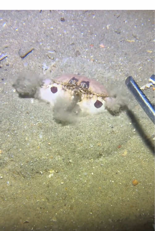 A crab trying to hide itself!#fishing #seafood #gotosea #seaside #crab 