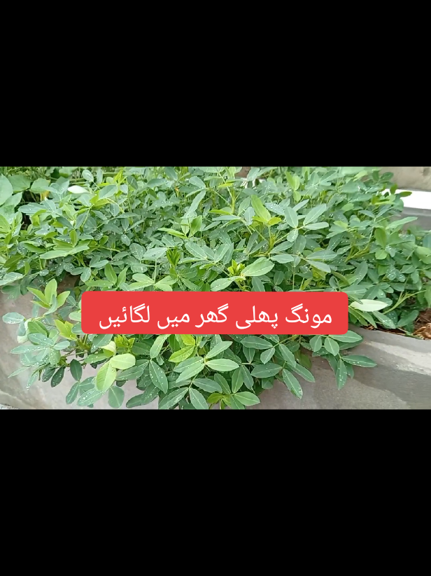 Mungfali plant in pot #plantGarden #mungfaliplantathome #peanutplantingguidephilippines peanut planting guide pakistan | peanut planting guide india 