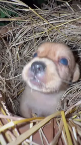 #cute #dog