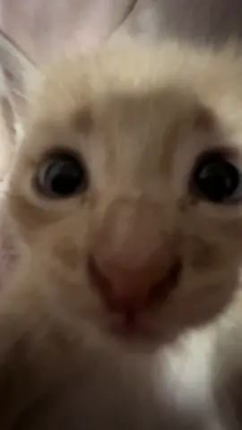 старое видео #кот #котенок #тренд  #рекомендации #глобальныерекомендации 