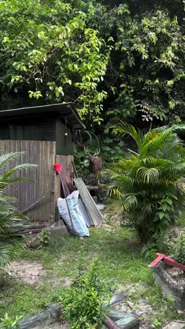 Tiba-tiba muncul....  #hitsdayak  #viral  #borneo #bunsurusa 