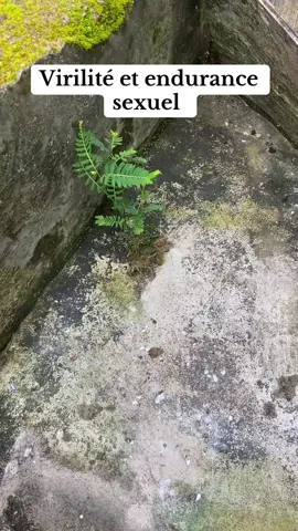 Plus puissant que le poutoulou et sans risque  #viraltiktok #magienoire #camerountiktok🇨🇲 #viralvideos #spiritualitéafricaine 