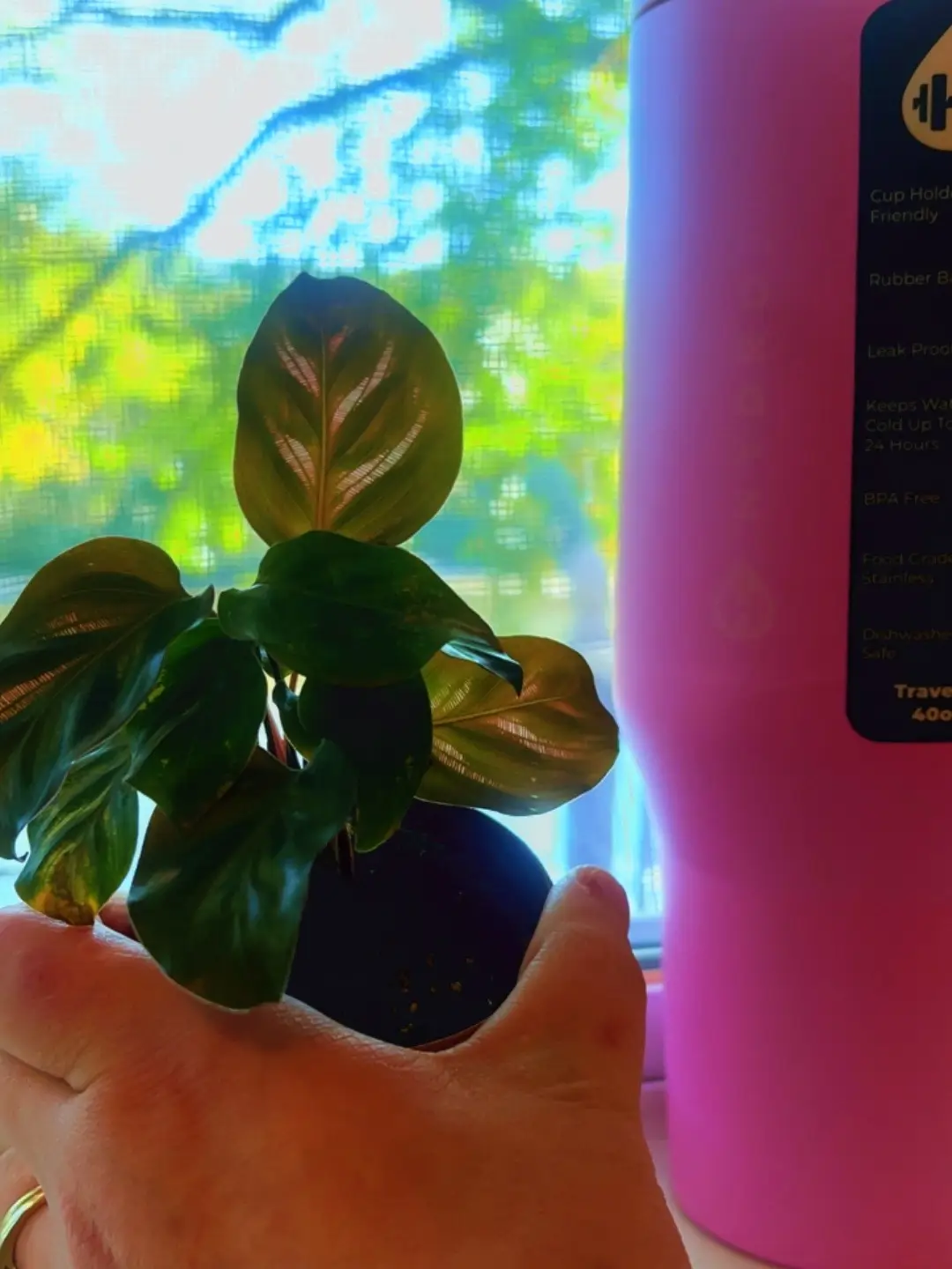 Just set my #Hydrojug down next to my new tropical plant I got last night and look at the pinks in her! How pretty. I love when the universe chooses color for me and it starts popping up everywhere. After that my #hydrojug they chose the color and now #pink has been predominant in my life.💗 #ttshopaffiliate 