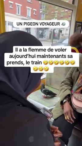 Il veux aller où lui 🤣🤣🤣🤣🤣🤣#pigeon#videoviral 