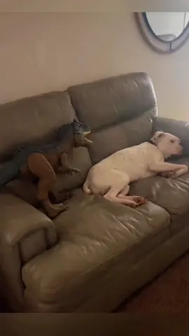 Try not to laugh 😂😂😂 #animals #haha #dog #cat #pet 