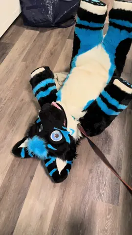 Walkies? #fursuit #quadsuit #plushies #furry #dog 
