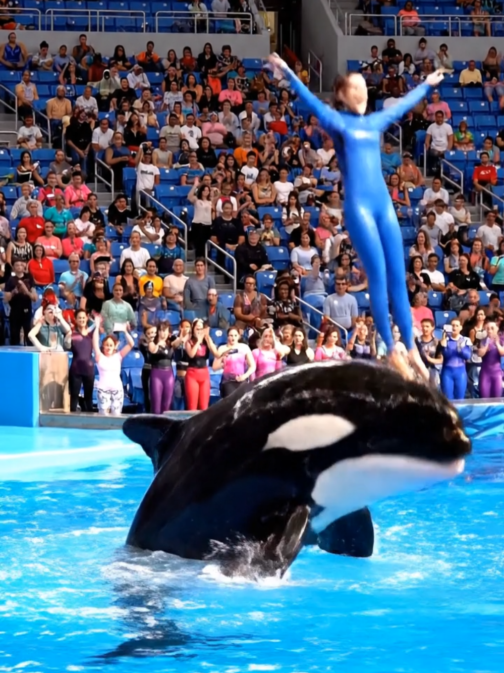 #orcawhale #orca #jessica #rip #dolphin 