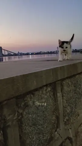 he is looking for his mother but don't worry it has been returned to his mother #catlover 