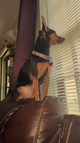 I love you so much sissy girl!!! #fyp #dogsoftiktok #dogmom #life 