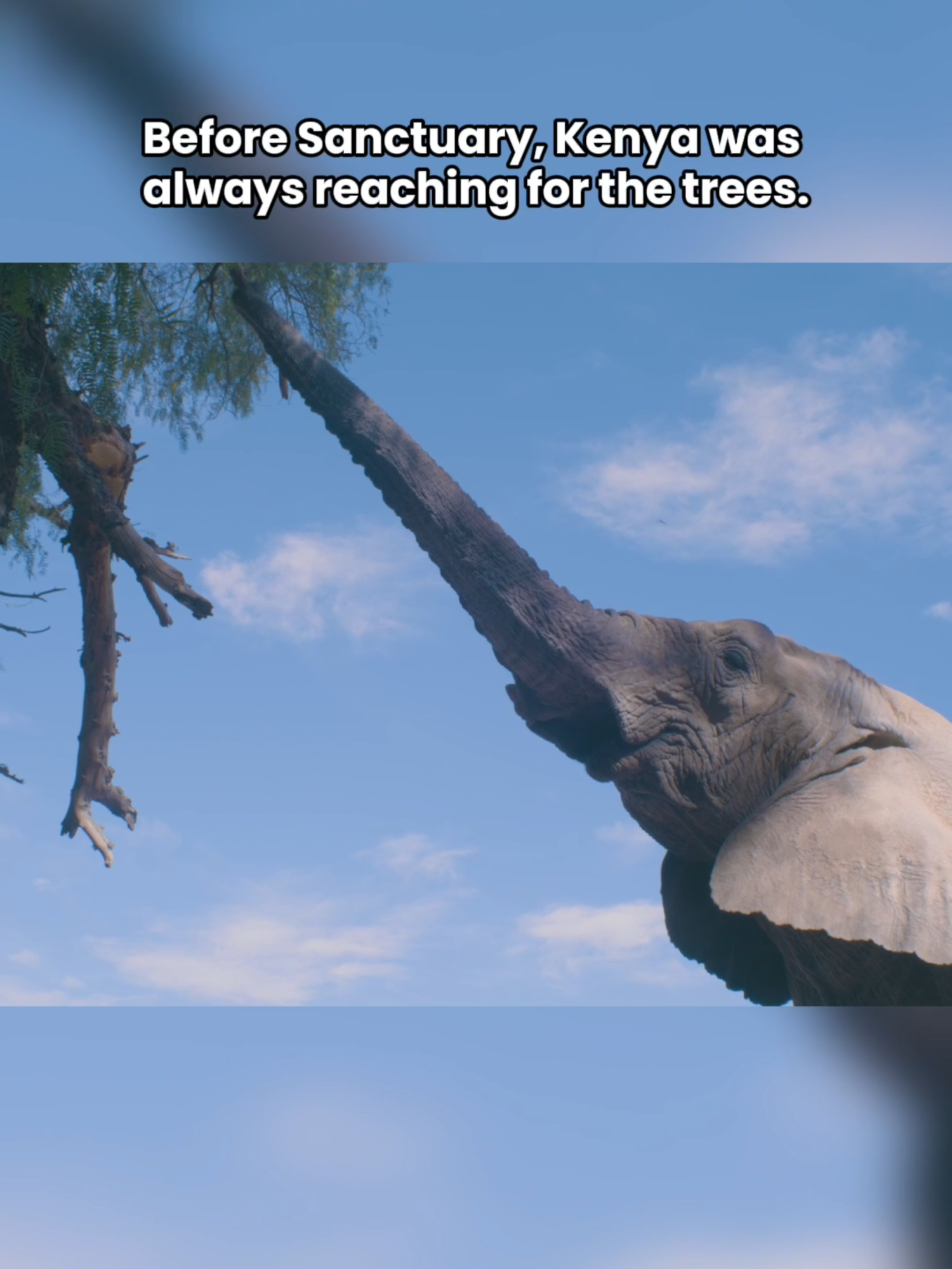 For about 40 years at Ecoparque Mendoza, Kenya could only reach for trees outside her enclosure. 🌳 Now, at sanctuary, she’s surrounded by them—free to forage, snack, and enjoy as she pleases. A life once out of reach is finally hers. Unfortunately, it’s common for elephants in captivity to have no access to living grass and trees. The small enclosures can’t support enough vegetation for the elephants to be able to browse and graze. If you look close, you’ll sometimes notice that facilities will fence off decorative trees and greenery so that the elephants can not reach and eat them. We’ve mentioned before about the meditative way that the sanctuary elephants will snack on grass, brush, and trees. They spend most of their time relaxing and munching. In the wild, elephants spend up to 18 hours per day grazing. This is what they were meant to do, and providing them the opportunity to perform this behavior at the sanctuary supports their healing and gives them natural stimulation and fulfillment. #gseKenya #elephants #elephant #elefante #sanctuary #santuario #bekindtoelephants #animalrescue #animallovers