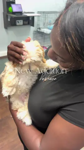 Thank you to mymanmyman #puppy #maltipoo #Lifestyle #birthdaygift 