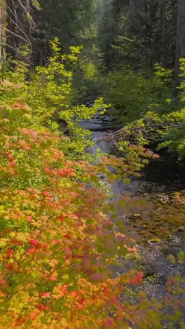 Up in the mountains, the first signs of fall are beginning to show. Vibrant red and orange leaves peek through the green along a beautiful river, creating that magical transition between summer and autumn. The sound of rushing water and the crisp mountain air make it the perfect place to soak in the season’s change 😍