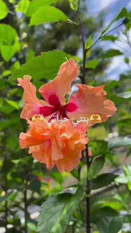 #مساء_الخير  #ورد #تصويري #اكسبلور #👑 