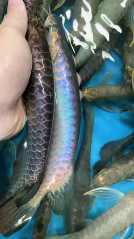 Believed to bring luck and financial success to its owner! #arowanamalaysia 