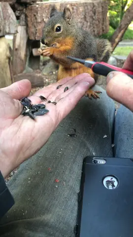 Skruffy had two more. I think he’s going for the record 😐. #squirrel #tick #removal #tickremoval 
