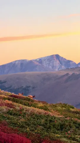 dreamy views  #rockymountainnationalpark #wildanimals #elk 