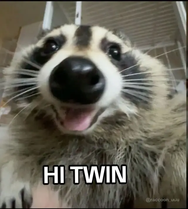 hehehehe #twin#racoonsoftiktok#racoons#iminyourwalls#fyyyyyyyyyyyyyyyyyyyyyyyyyyyyyyyyyy 