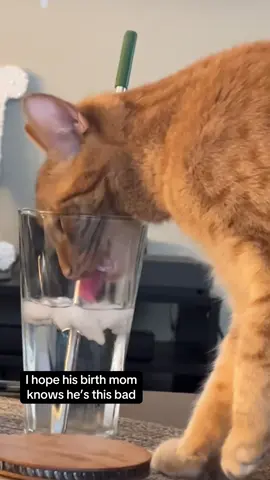 Orange cats, I tell ya what #orangecatbehavior #orangecatsoftiktok #catsoftiktok #orangecats #funnycat 