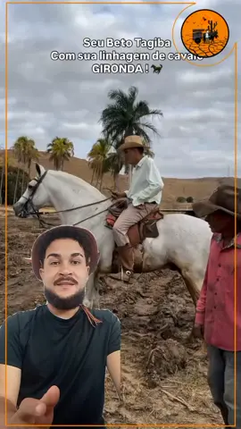 Raça de Cavalo Gironda, da mesma linhagem do Manga Larga Machador.  . #cavalo #mangalarga #vaqueiro #sertaocaatingueiro 