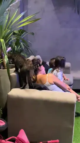 Funny Cats Imitating What Humans Do 😹 #tiktokcats #catsoftiktok #catvideos #cutecats