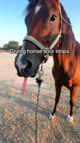 He ate those way faster than I thought….  #horses #horse #horsetok #fyp #foryou 