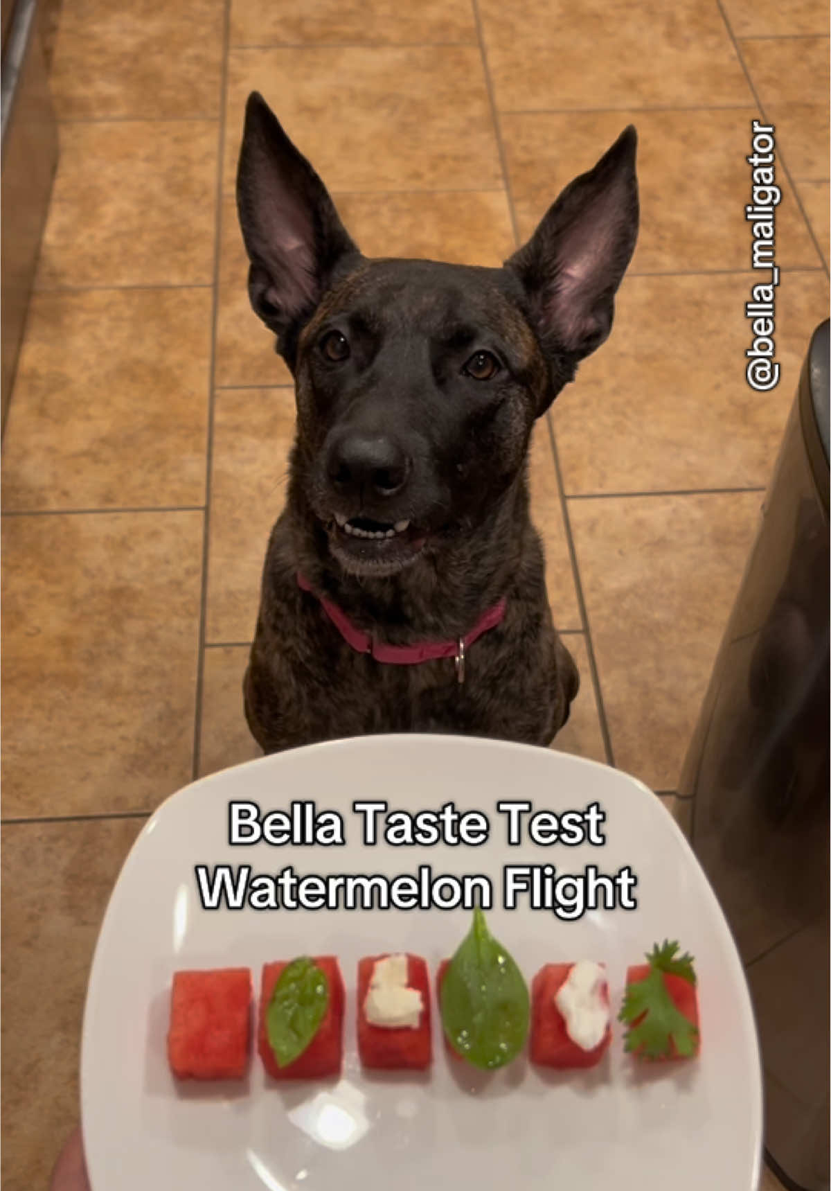 Watermelon flight #bellatastetest #watermelon #belladog #malinoismastiff 