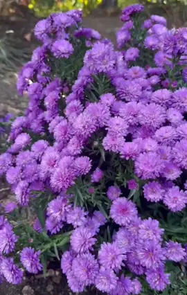 Hoa thạch thảo tím #xuhuong #fyb #hoadep #yeuthiennhien #flower 