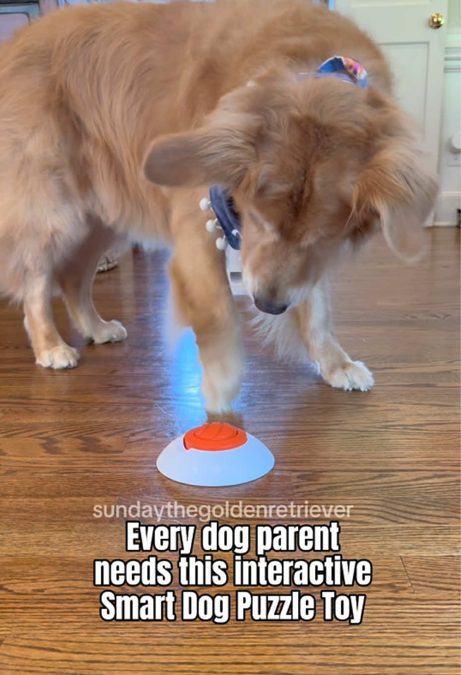 Highly recommend! ✨❤️ #goldenretriever #dogsoftiktok #enrichmentfordogs #dogtoy #dogpuzzle 