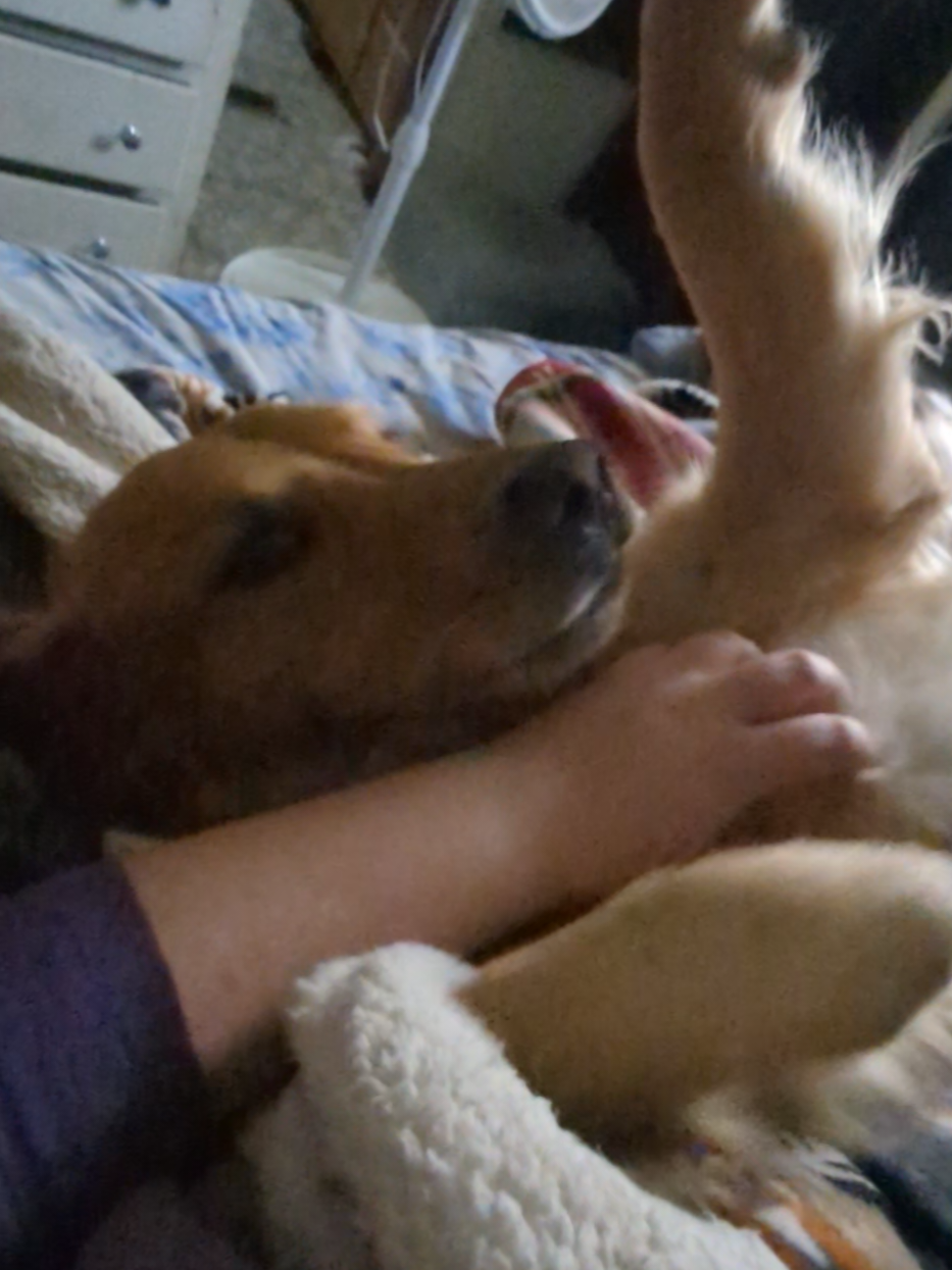 #dogsoftiktok #goldenretriever #dogs 