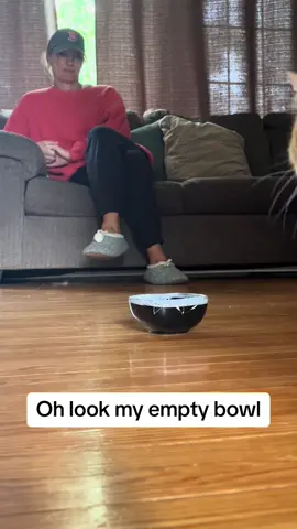 #fatcat #cat #hungry #fyp 