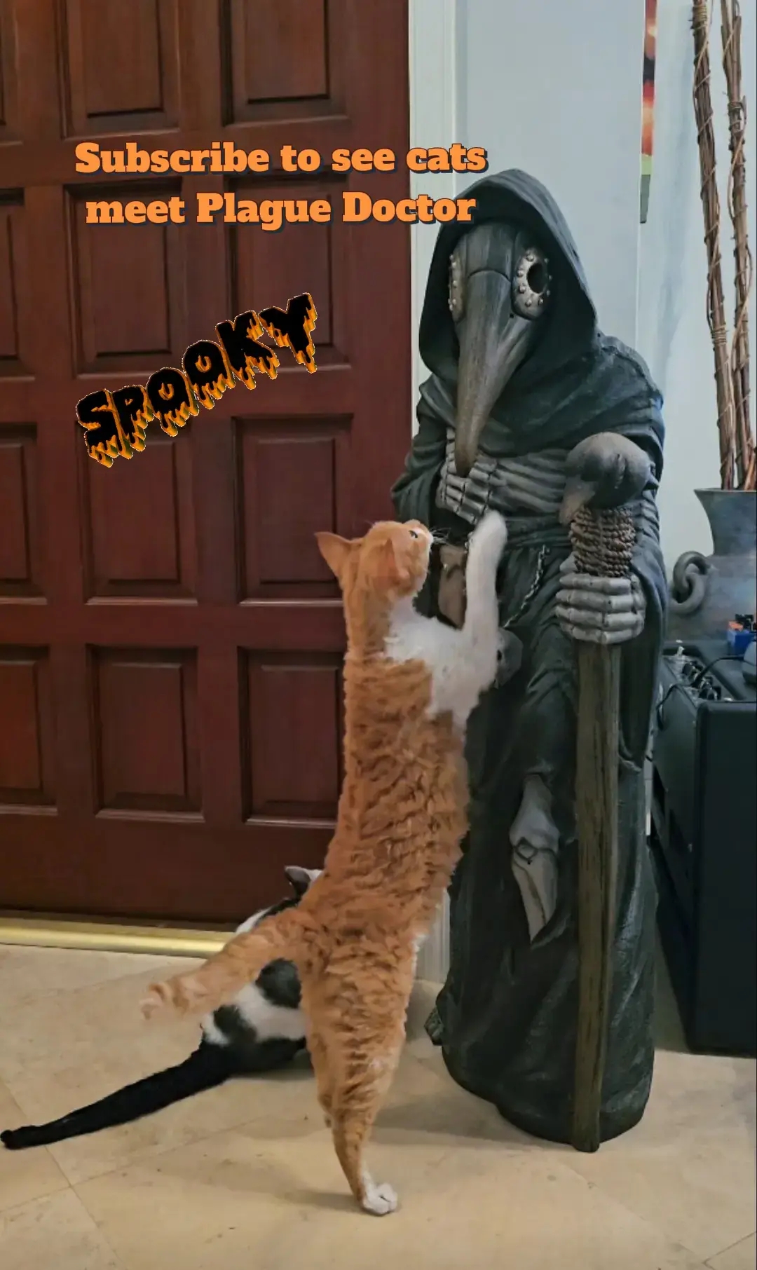 Subscribe to see the cats discovering the 