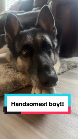 Silly trend, cutest pup. #germanshepherd #dogsoftiktok #dog 