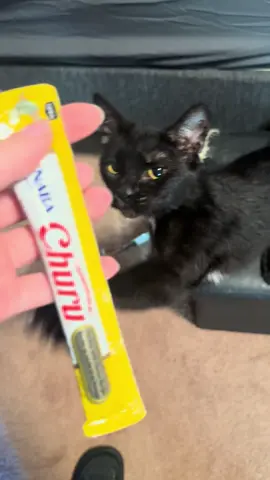 she goes crazy for churu, absolutely bonkers
