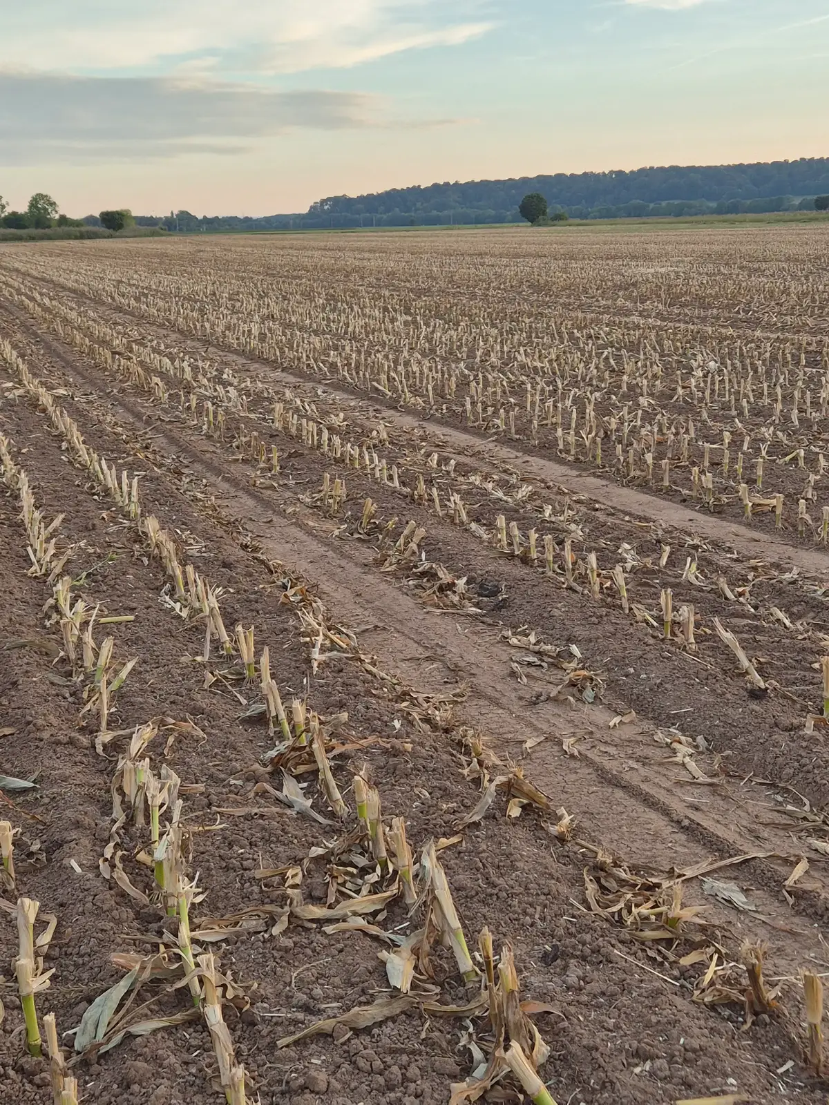 ну наконец то нашёл хоть один повод использовать этот звук #fyp #funny  #fy #fypシ゚ #гастон 