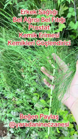 Erkek sağlığı kırkkilit otu#şifa#keşfet#sağlık#keşfetteyizzz #hastalık