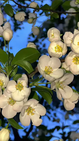 Go to the “Gpic” app, search for 1357 ,and download the same - style dynamic wallpaper.#4kwallpaper #AppleWallpaper #livewallpaper #wallpaper #iphonewallpaper #iPhone #ios #DynamicWallpaper #動態壁紙 Ios26 wallpaper 3d setting tutorial is coming, ios26 setting 3D wallpaper tutorial, ios26 3D wallpaper setting tutorial, 3D stereo wallpaper setting tutorial, ios26 naked eye 3D wallpaper recommendation, live wallpaper, 8k HD wallpaper setting#4kwallpaper #livewallpaper #ios26 #3dwallpaper