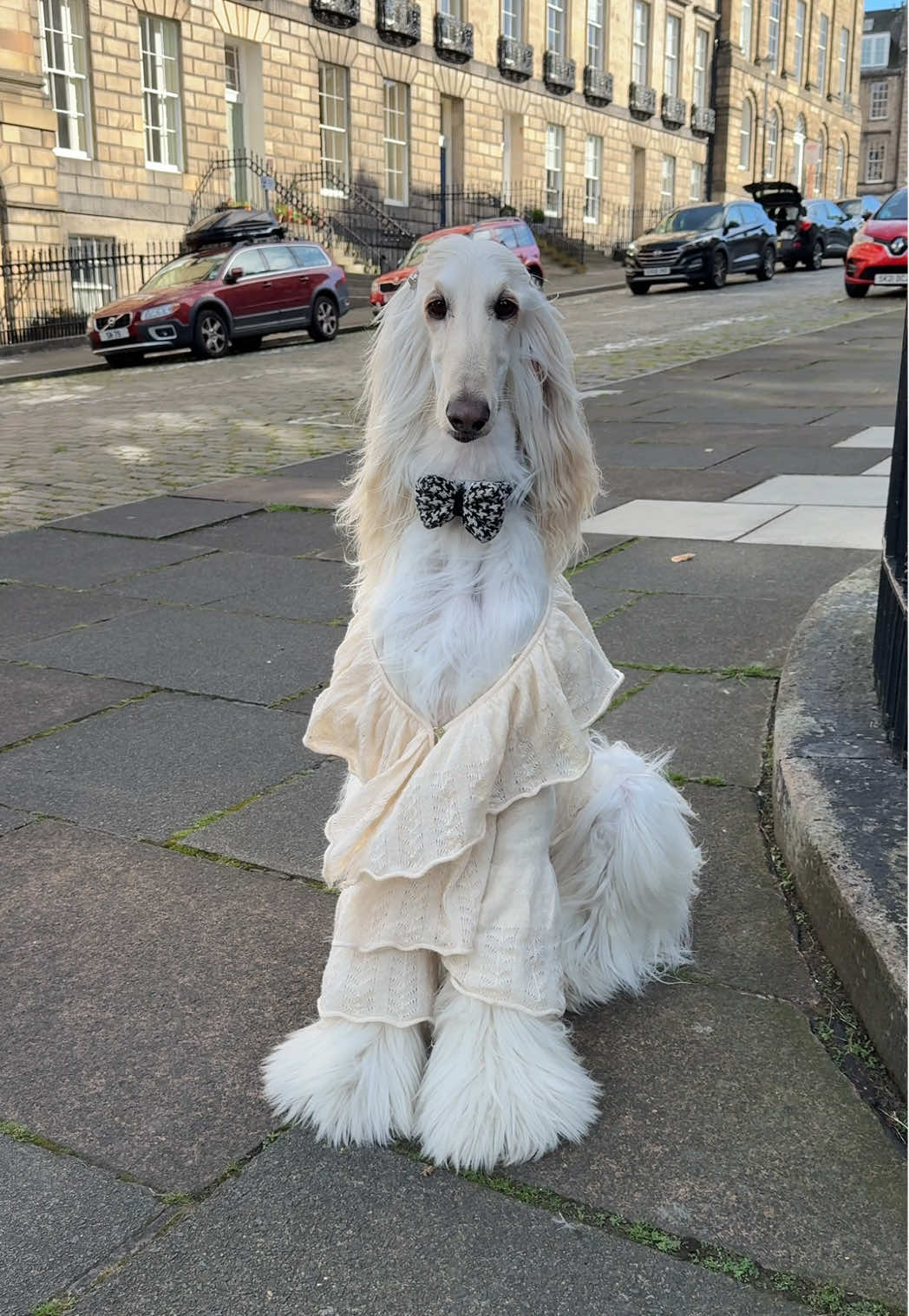 As the Autumn breeze flows in, I’m wondering if it’s time to prep for cuffing season (should I give him a call?) #AfghanHound #KnitSweater #NewTown #AutumnFashion #Sighthound 