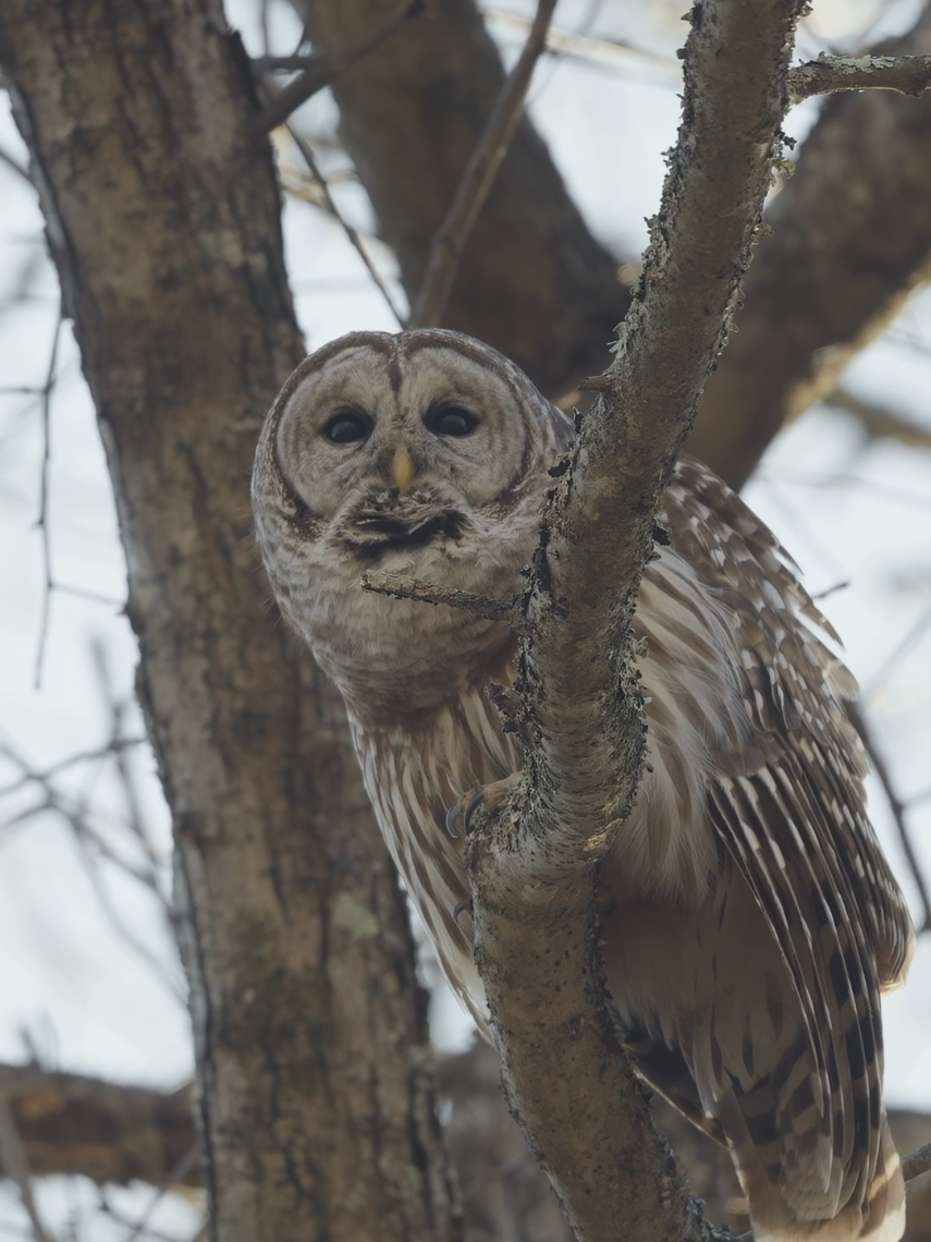 Barred Owl classic hooting.. Some said it is the most terrifying sound in the woods but I happen to think it is the coolest call, especially after dark..#owl #owls #barredowl #hawk #eagles 