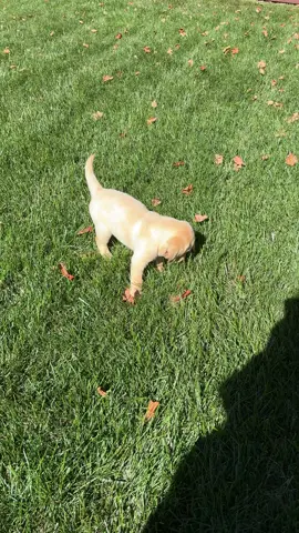 Welcome home Sam ❤️ #puppylife #puppy #labrador 